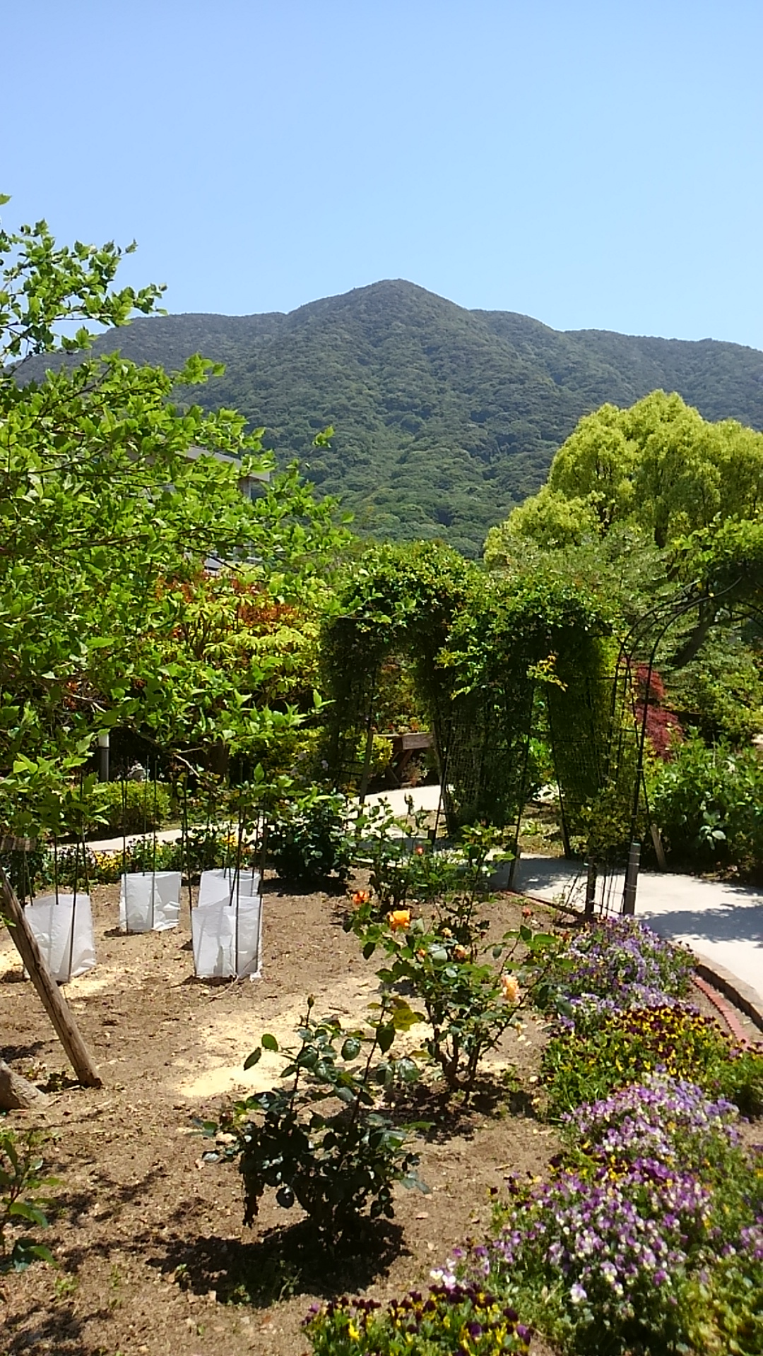中庭からの戸ノ上山